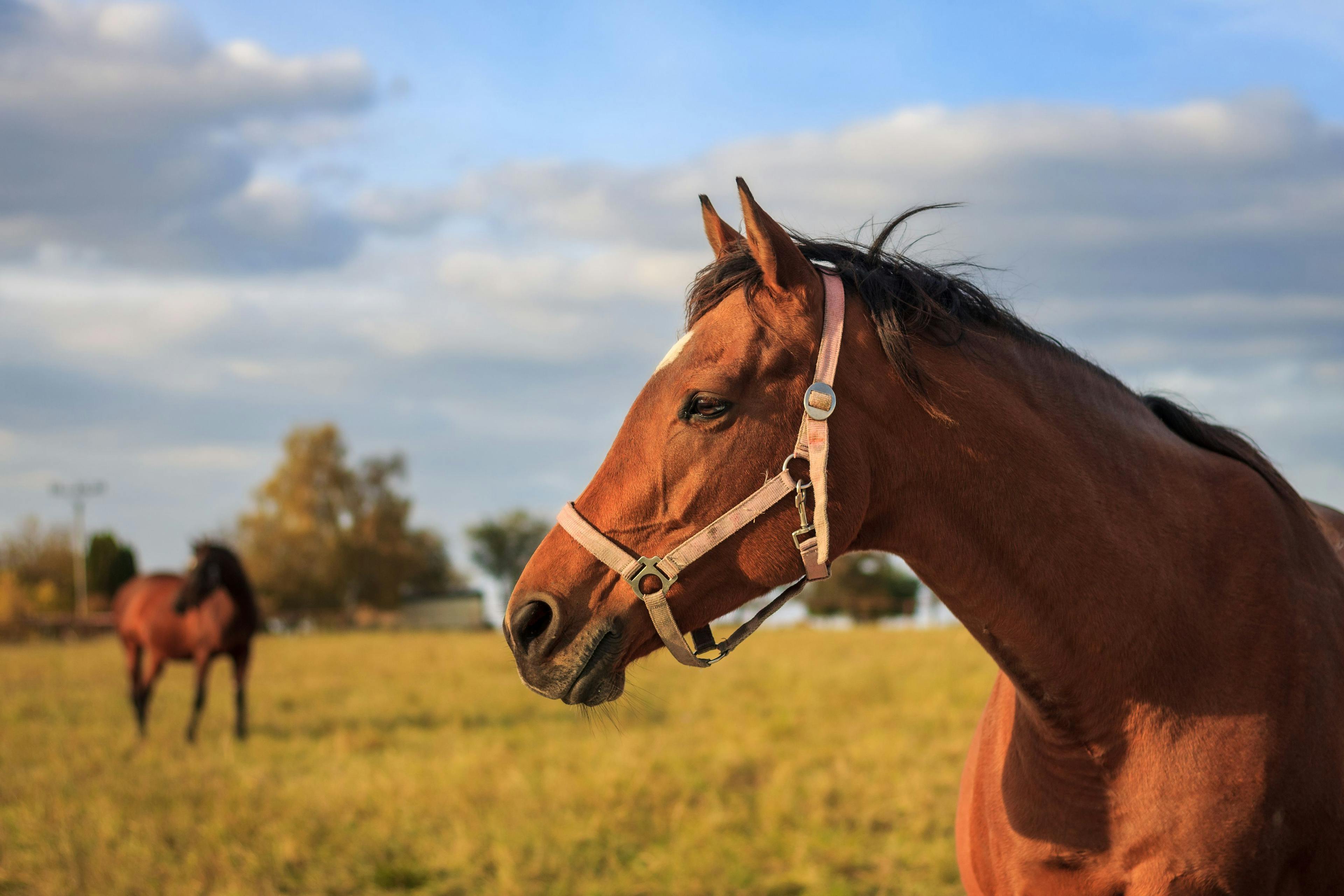 Absorbable chemotherapeutic beads combat cancer in horses
