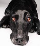 veterinary_black_dog_vm101-703818-1384212681436.jpg