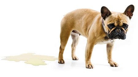 veterinary_fl1112_french_bulldog_puddle_urine_131971063_450.jpg