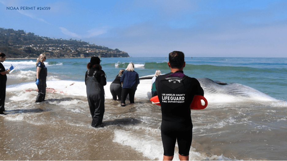 Researchers and Los Angeles County Lifeguards with the 51 ft whale