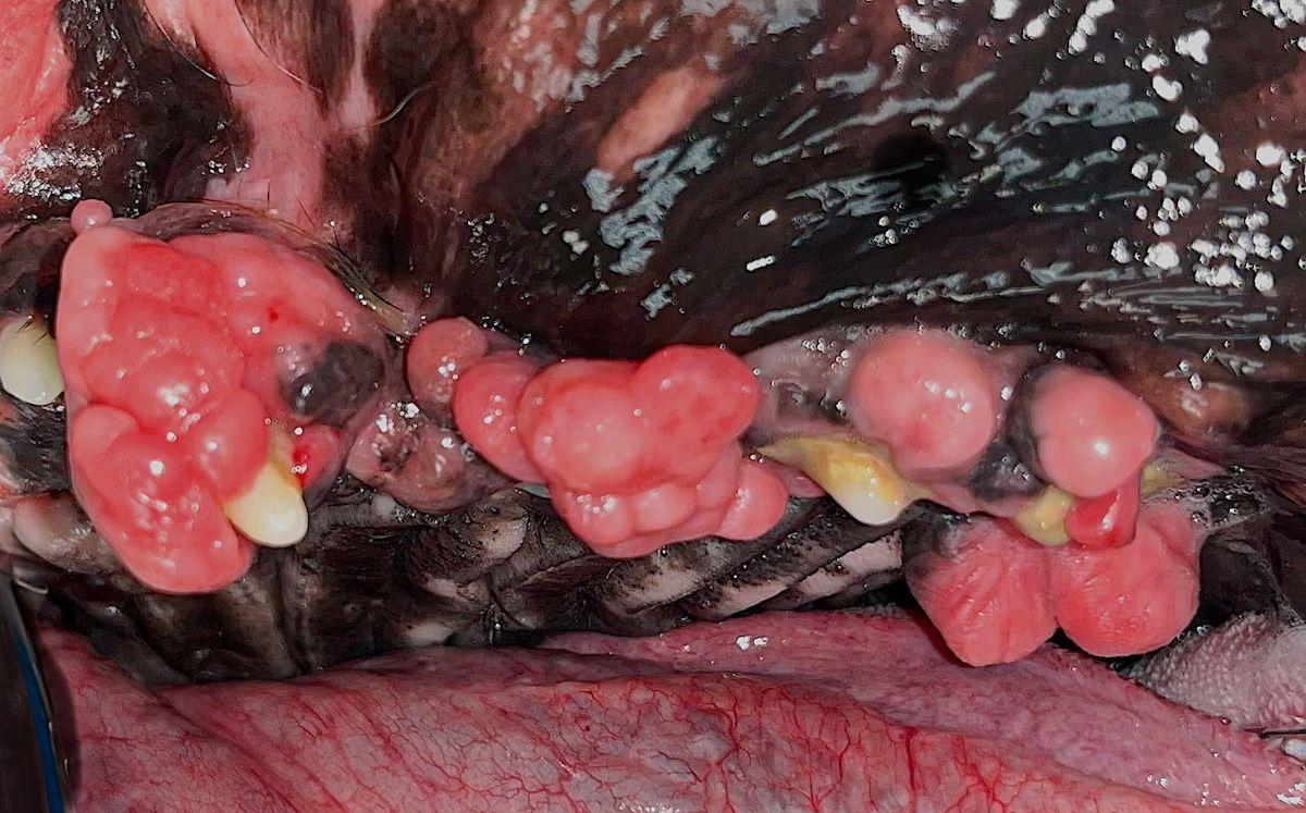 Figure 2c: Gingival enlargement in a boxer.