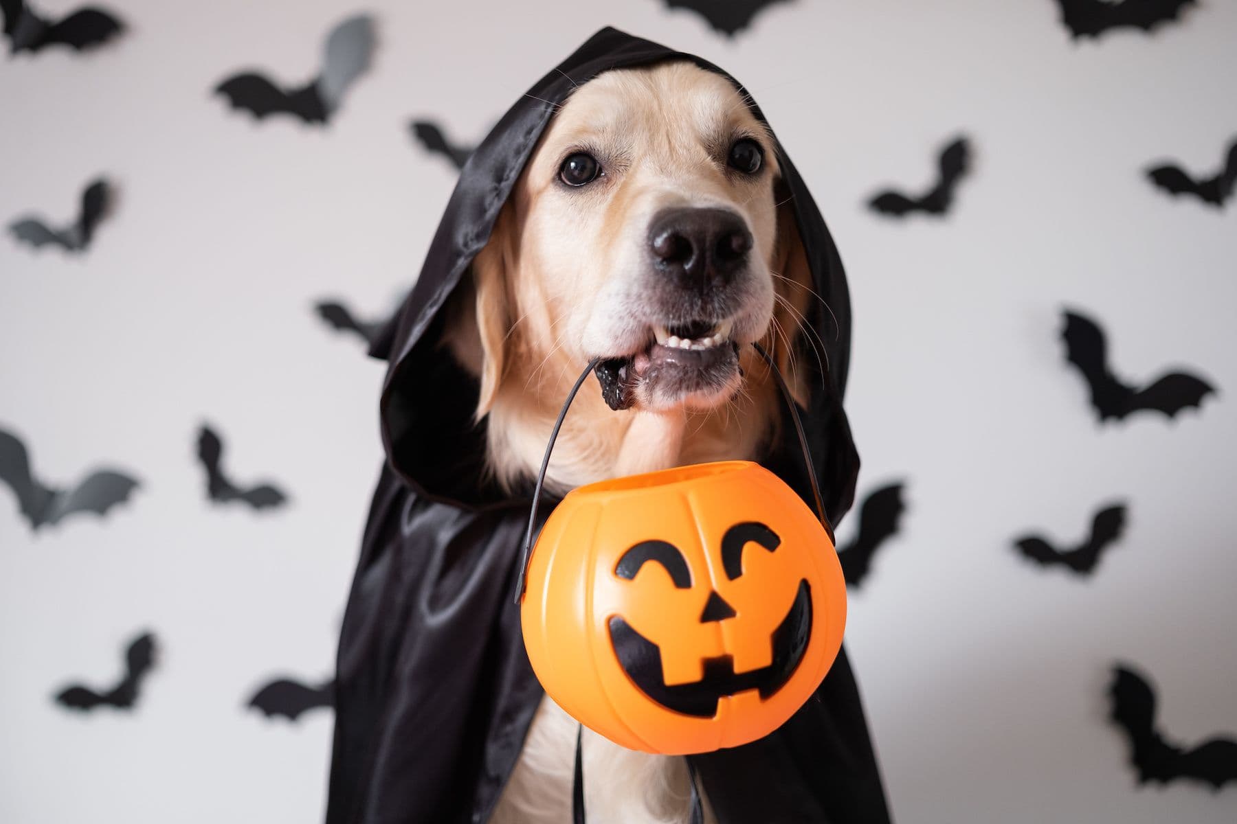 Dog in costume on Halloween