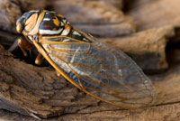 cicada-815282-1382842079806.jpg