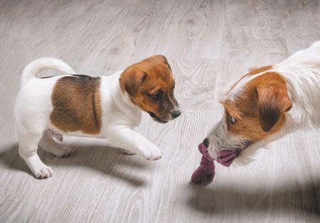 veterinary-mother-dog-playing-with-her-little-puppy-450px-shutterstock-618489593.jpg