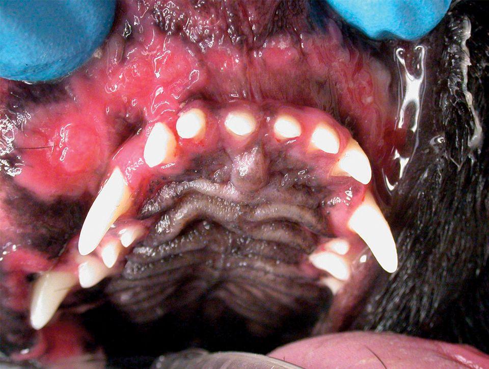 veterinary_stomatitis_2_960-653678-1384334531397.jpg