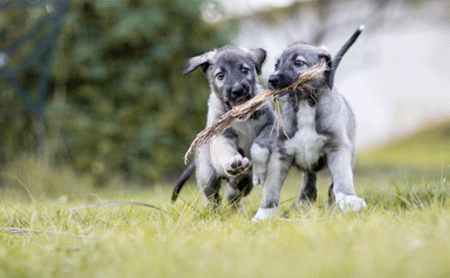 twin-puppies-playing.gif