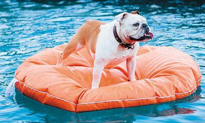 Bulldog-on-Water-177595196-845073-1404209818140.jpg