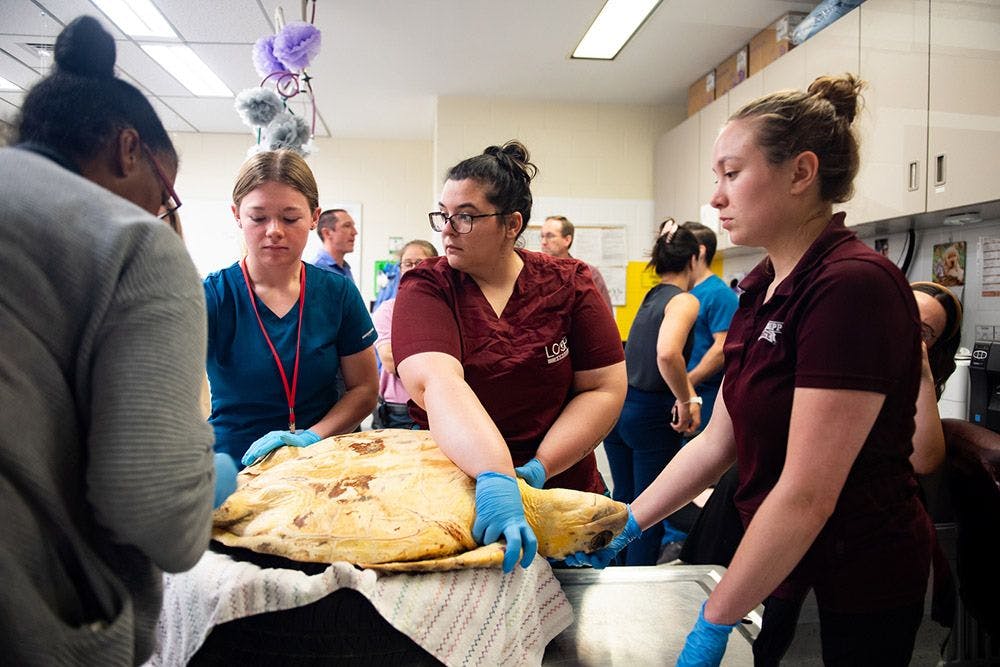 Students and faculty at Mississippi State University College of Veterinary Medicine staff working together to remove a fishhook from Mudpie's mouth and esophagus.