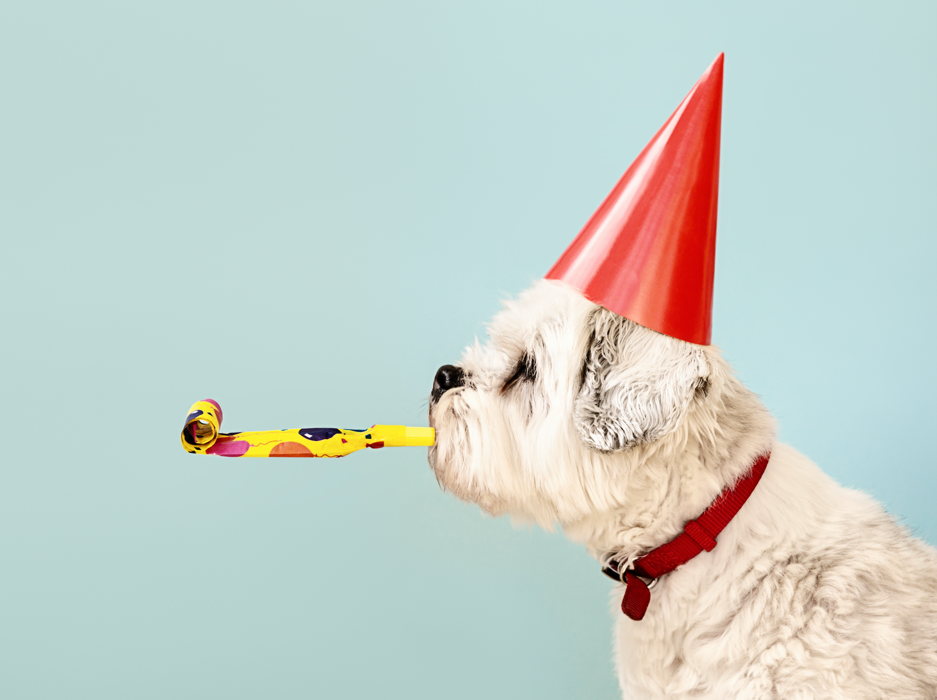 Dog celebrating
