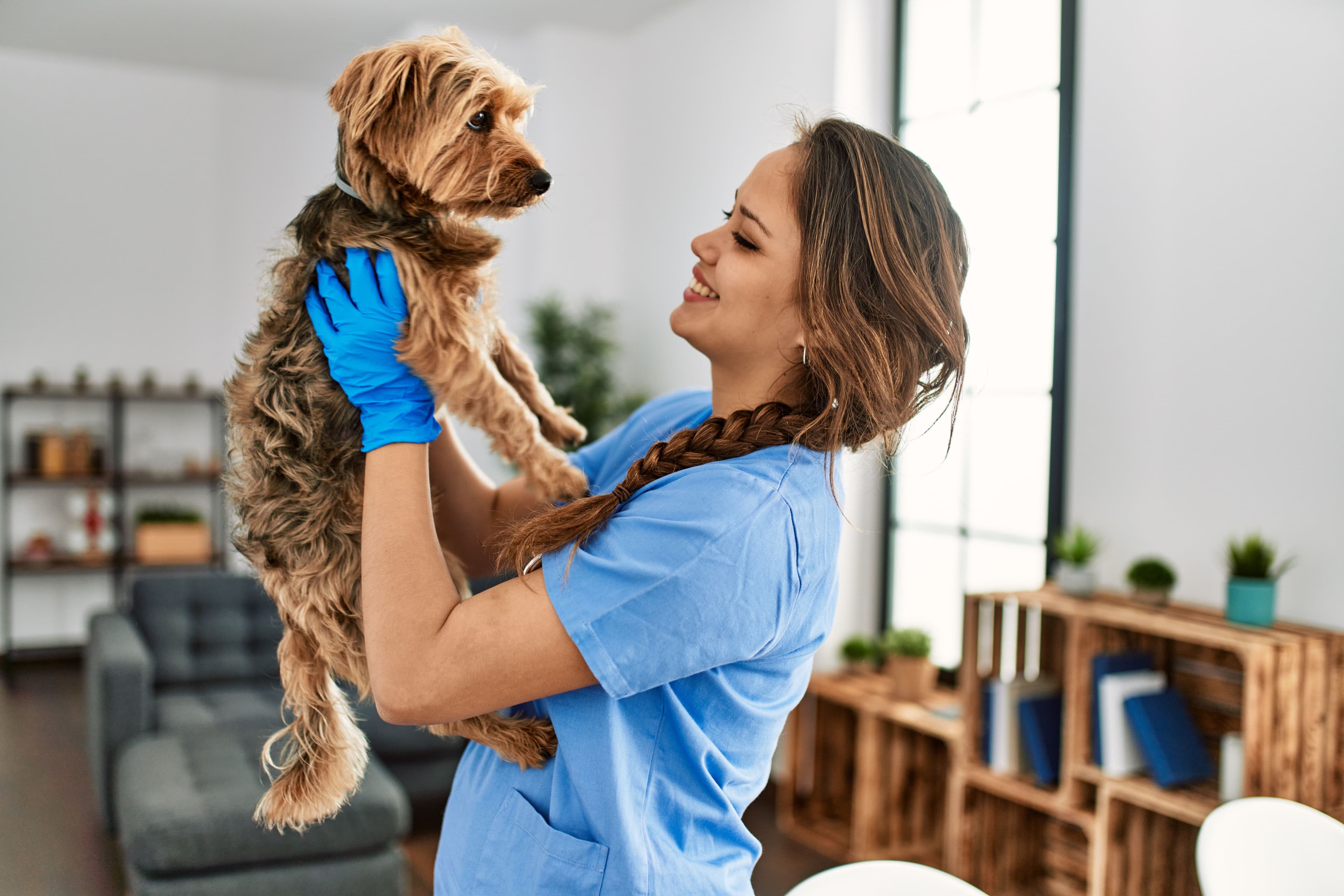 Mobile and at-home veterinary care providers announce merger