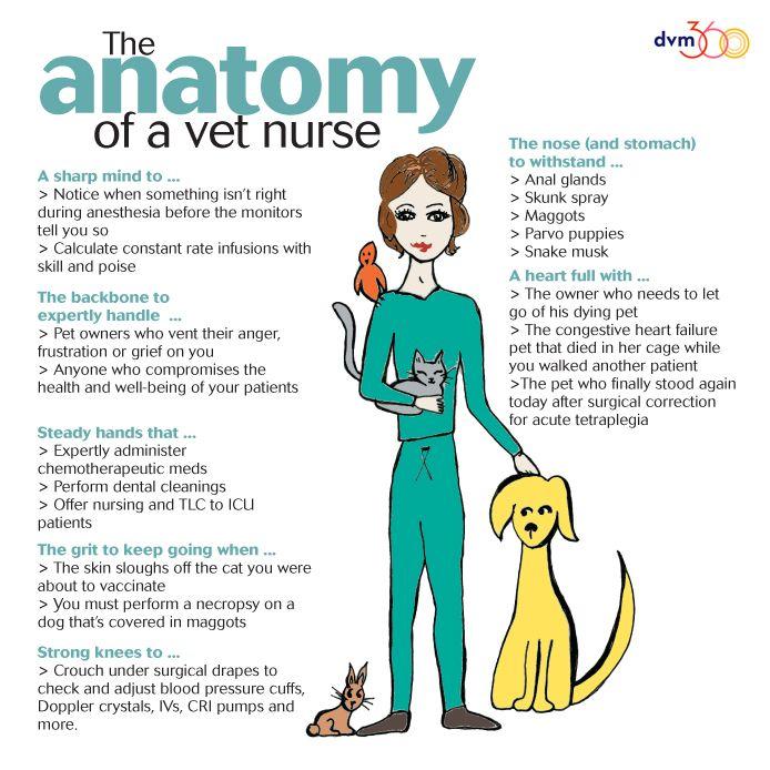 anatomy-of-vet-nurse_694px.jpg