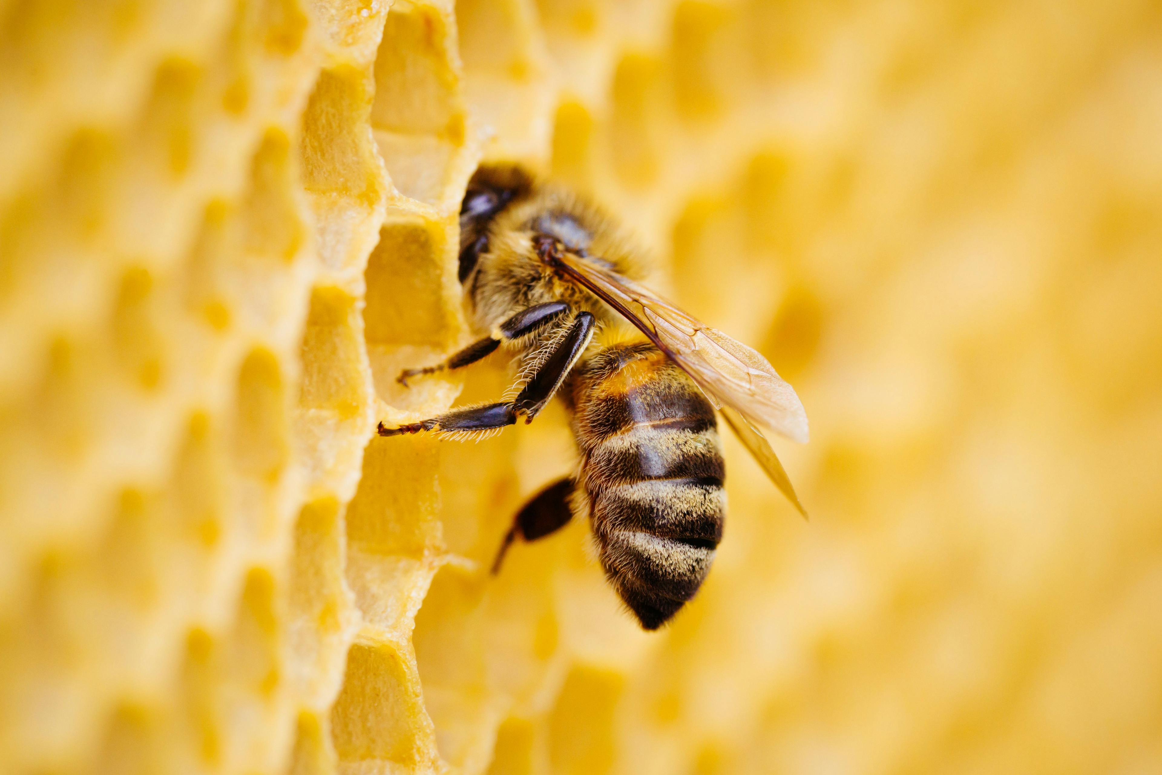 Dalan Animal Health relocates to focus on honeybee vaccine