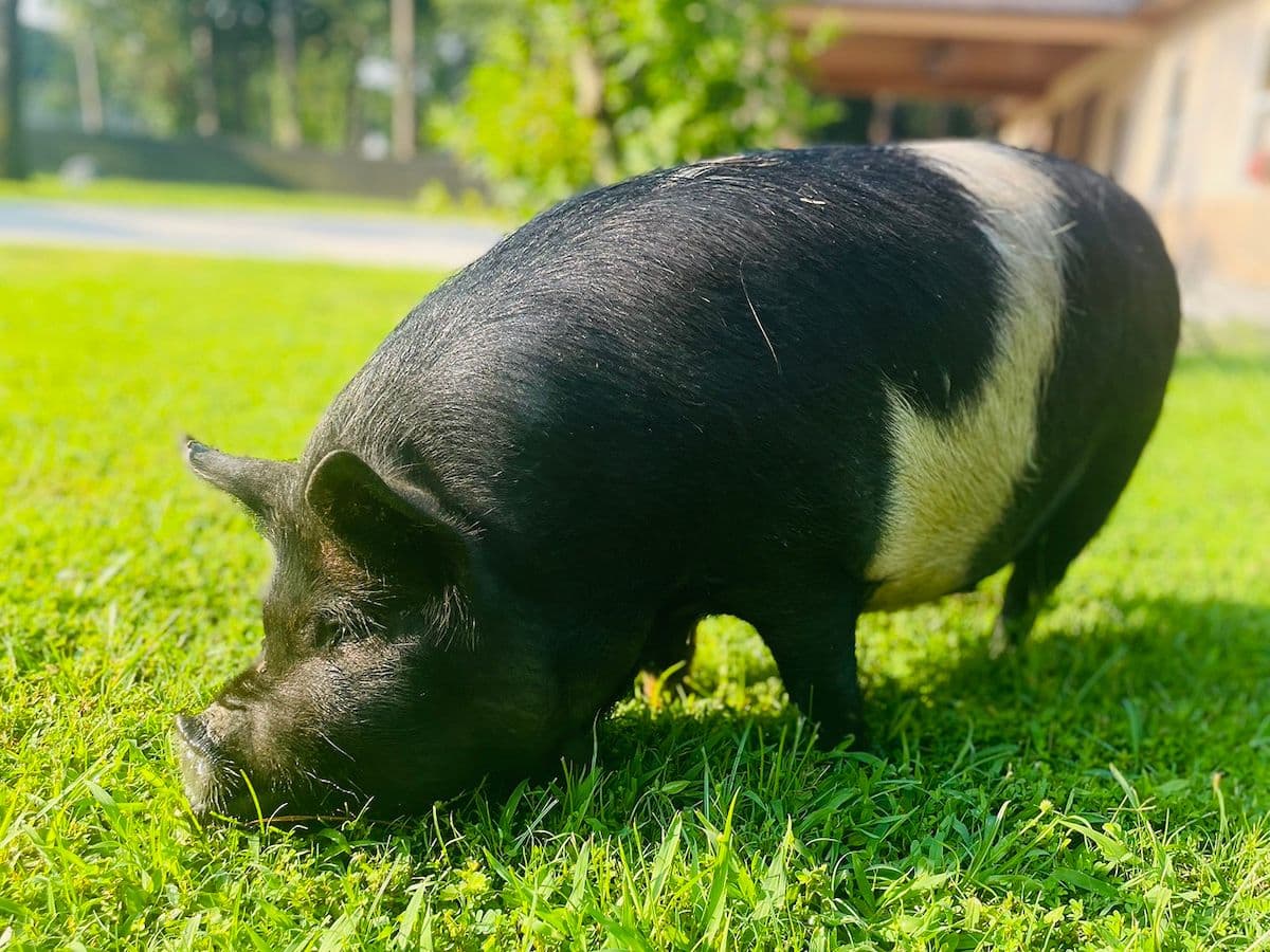 Pig overcomes diamond skin disease 