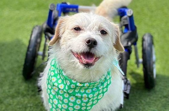 Vanderpump Dogs rescues paralyzed dog 