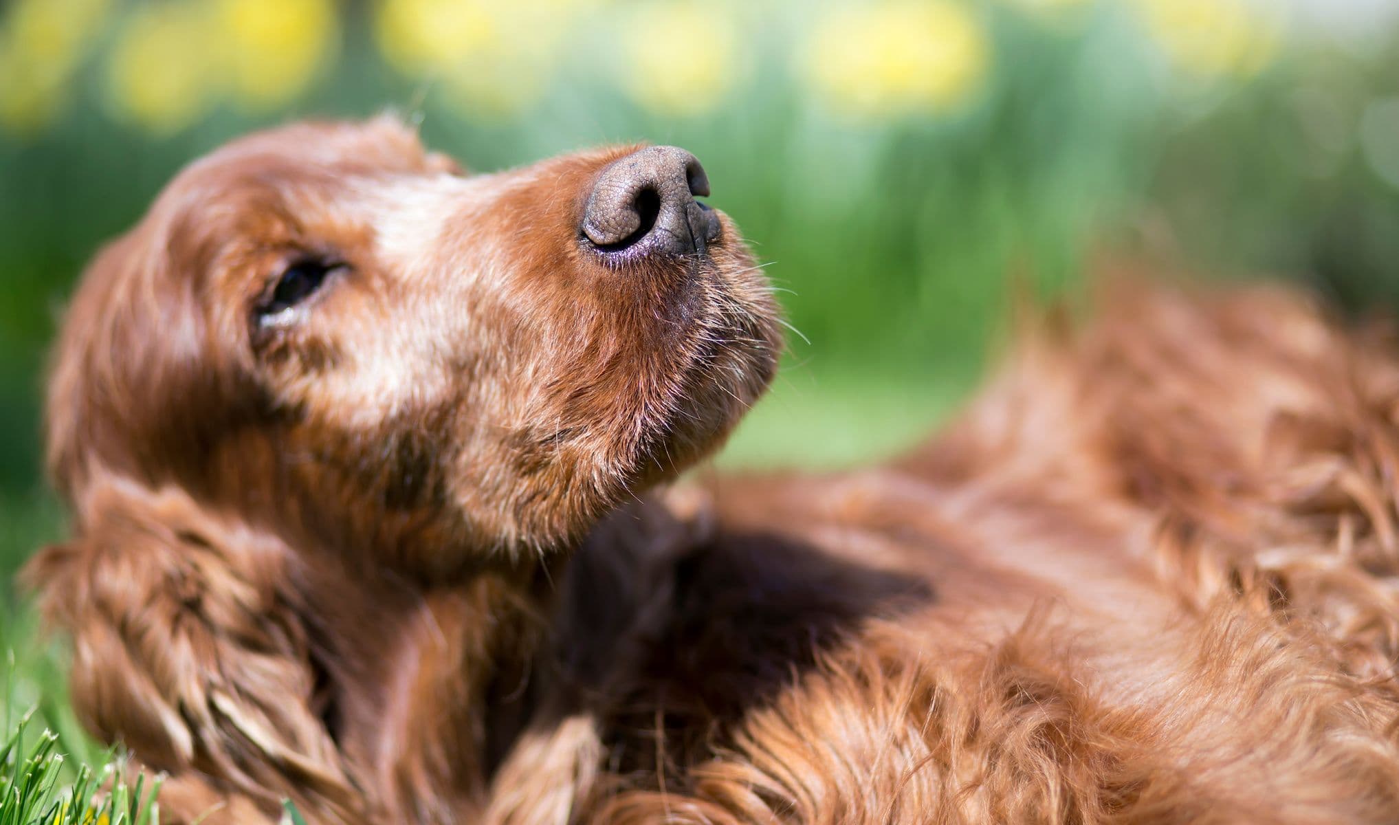 Irish setter