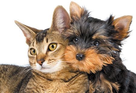 veterinary_cat_dog_friends_144352429_450.jpg