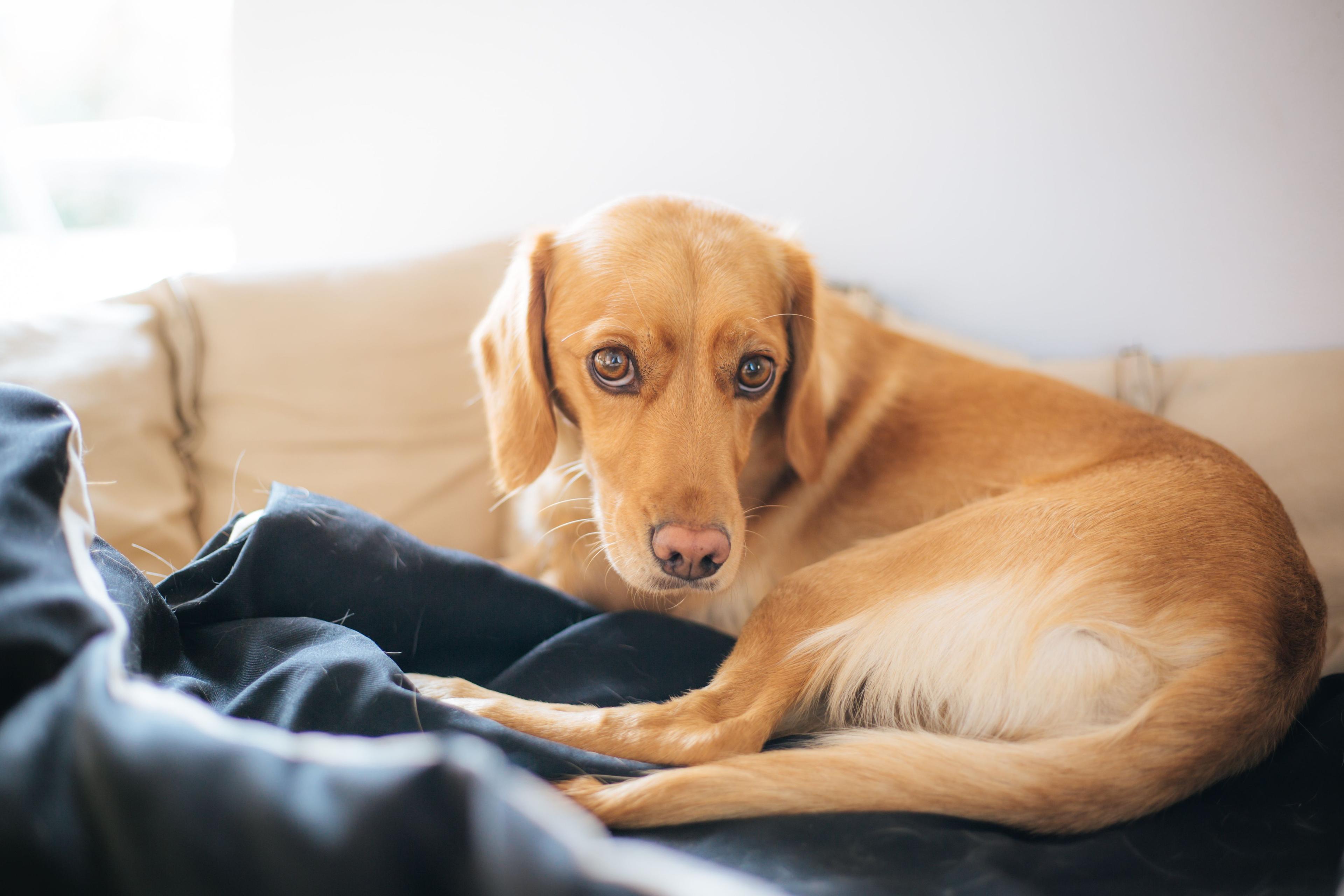 Researchers discover fecal transplants can benefit canines with epilepsy