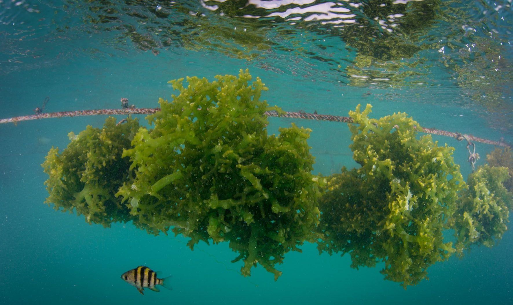 Fermented dried seaweed to be introduced into North American pet food