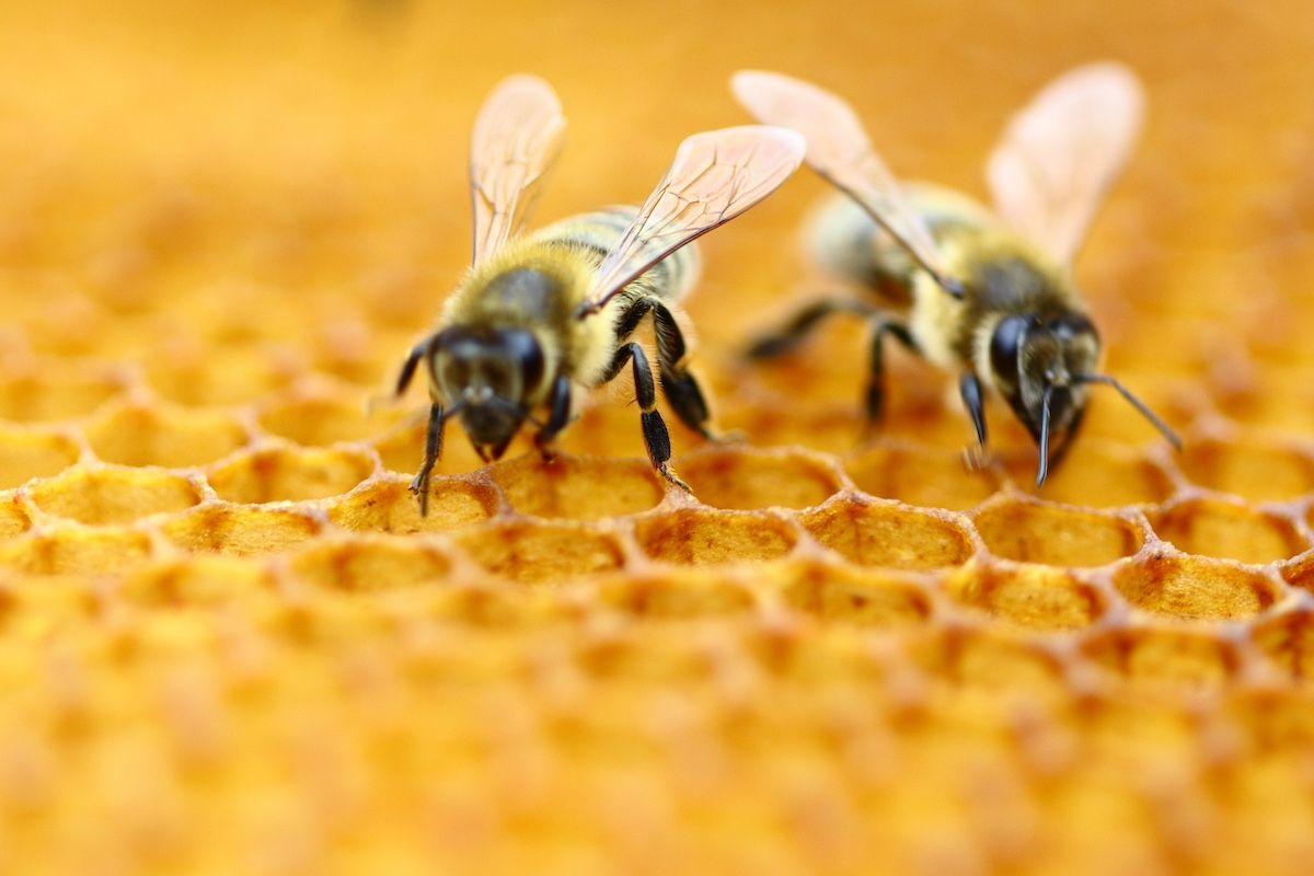 Study demonstrates the importance of nutrition in bees’ survival against pesticides and viruses