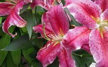 Asiaticlily220-1.jpg