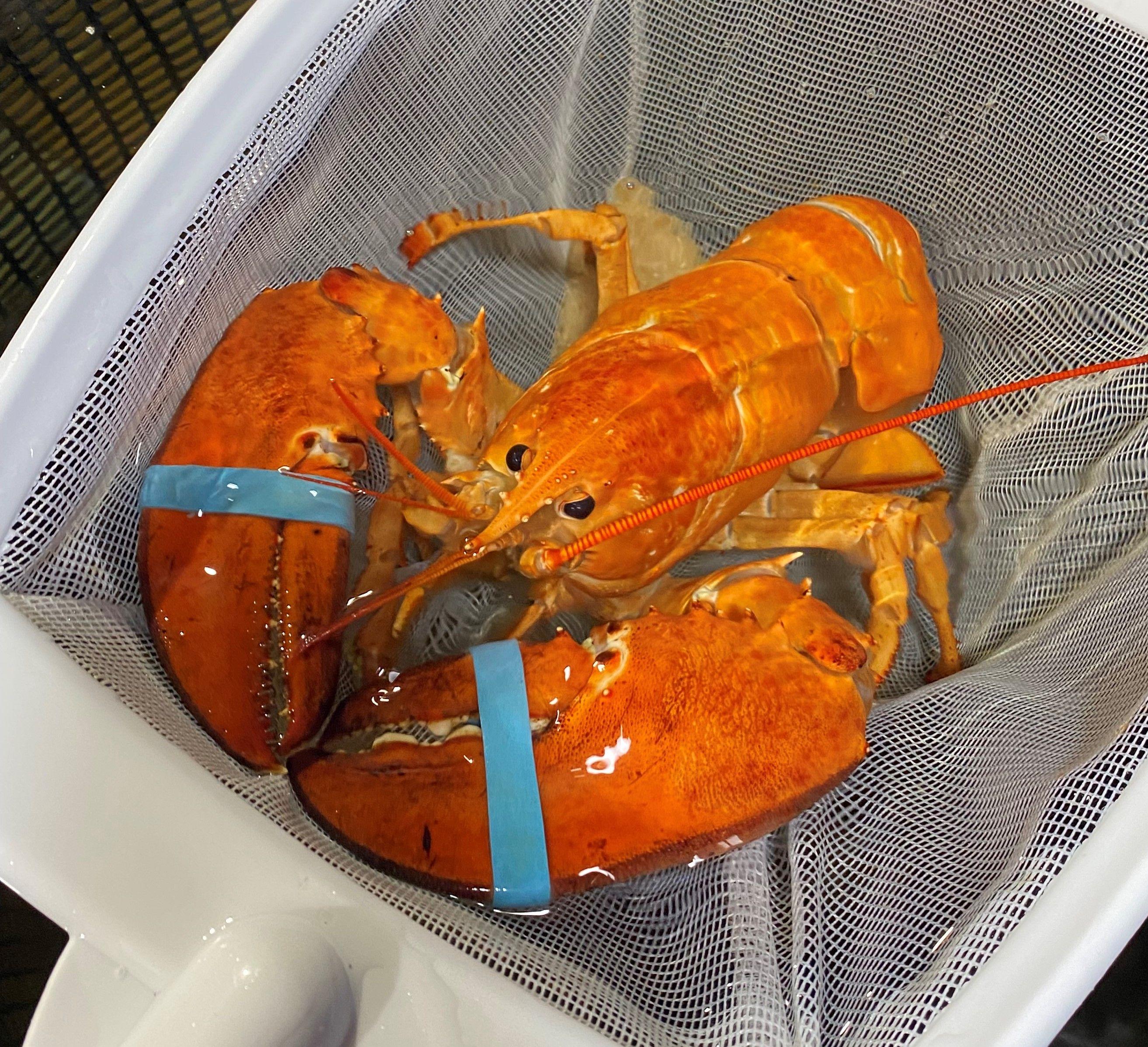 Rare lobster rescued by Red Lobster employees