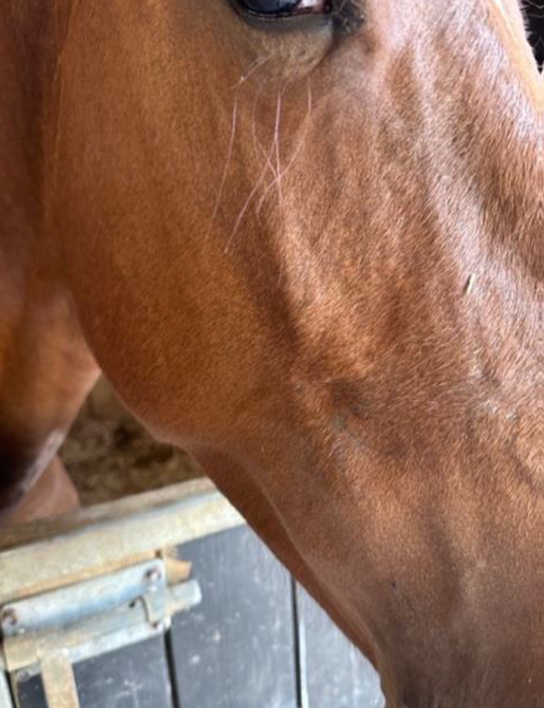 Figure 3a. Same filly as on Figure 2a, 2 years post injury. Owners were very satisfied with the outcome and cosmetic appearance of the filly. No complications were noted post treatment.