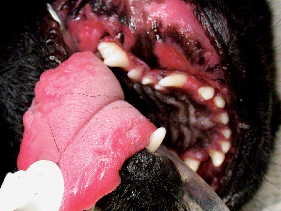 veterinary_stomatitis_3_960-653677-1384334544884.jpg