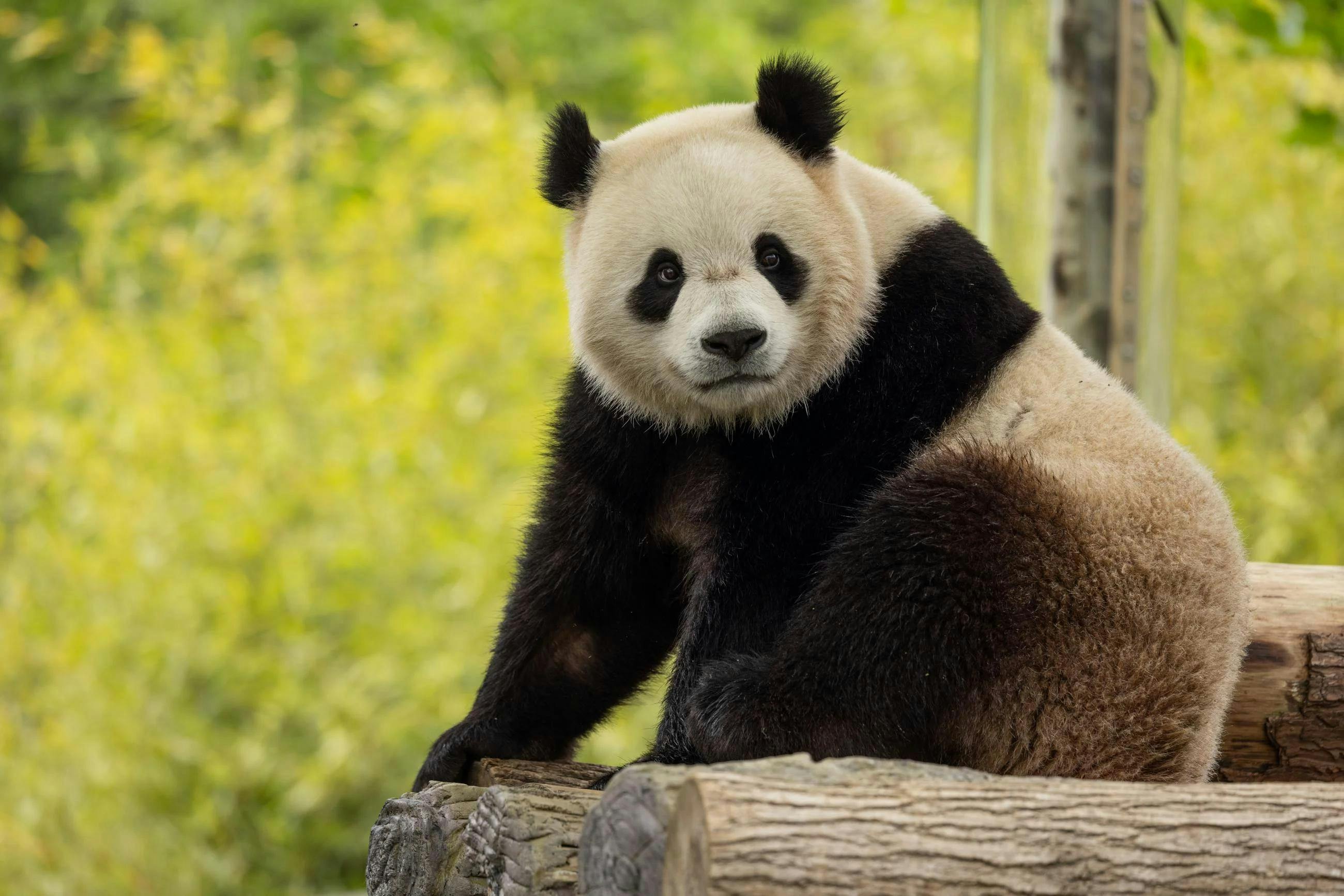 Bao Li in his habitat at Shenshuping Base in Wolong, China. (Photo credit: Roshan Patel, Smithsonian’s National Zoo and Conservation Biology Institute)