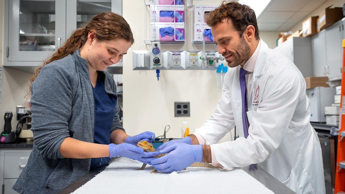 Photo: Noël Heaney/Cornell University

Taylor Lashlee (left), an intern at Cornell University, and Nicola Di Girolamo, DMV, PhD, DECZM (Herp), DACZM, DACVPM (right), use a new method to measure the pulse rate of a bearded dragon. 