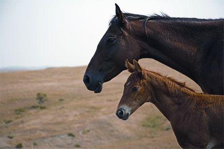 veterinary_dvm_foal_460-648375-1384338989890.jpg