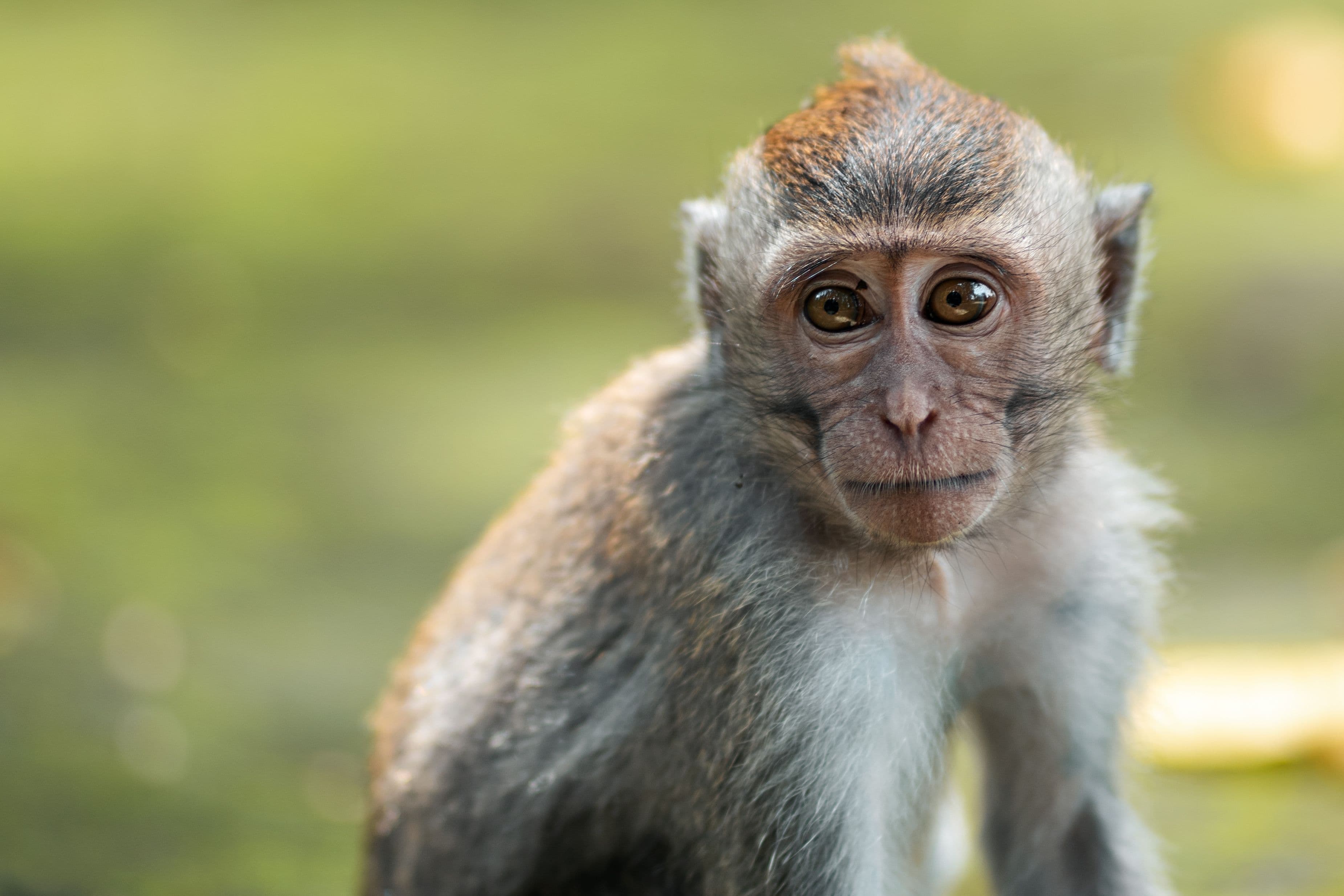 US Fish and Wildlife Service rejects Endangered listing for long-tailed macaque