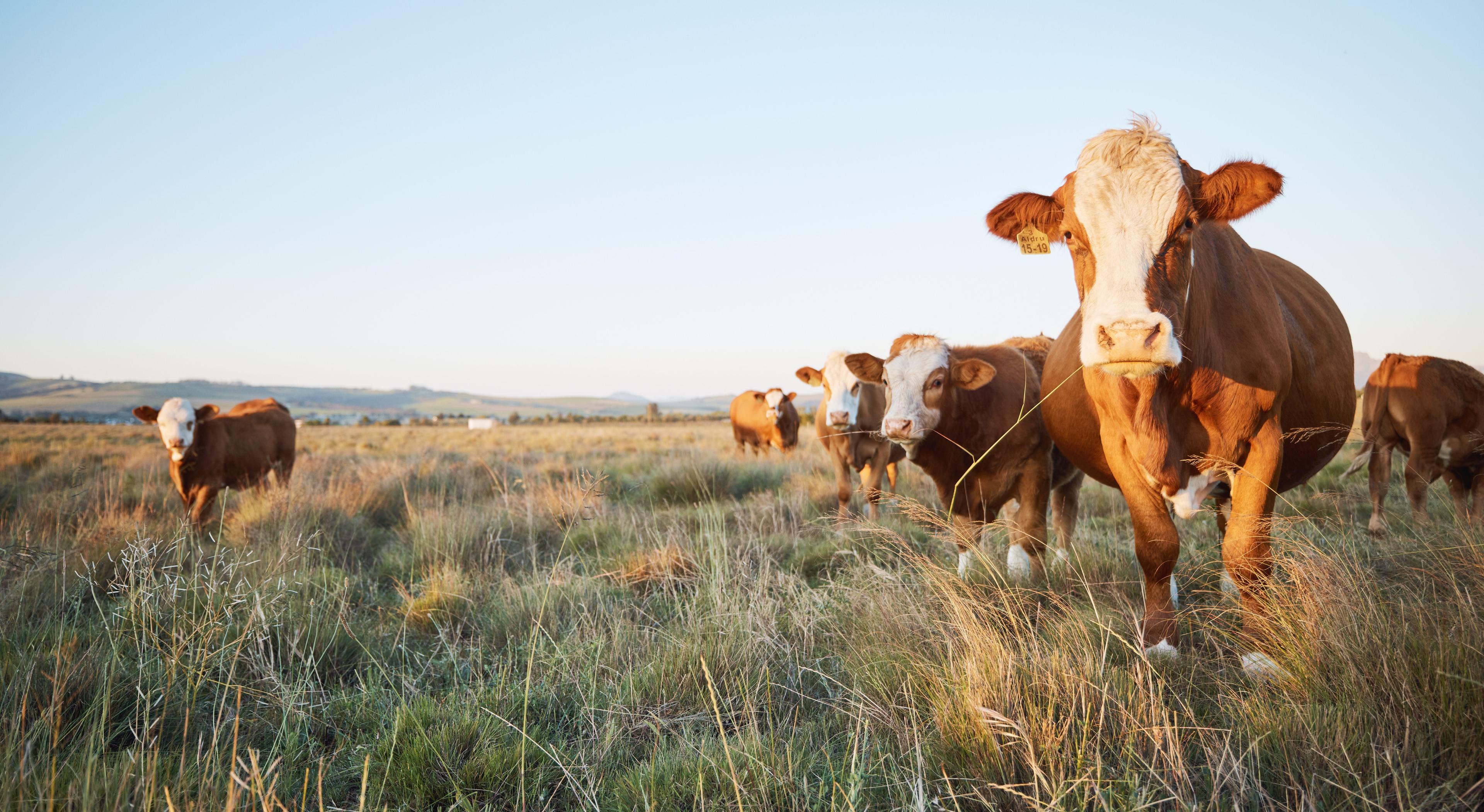 USDA announces $17.6 million investment to protect livestock welfare and fund research 