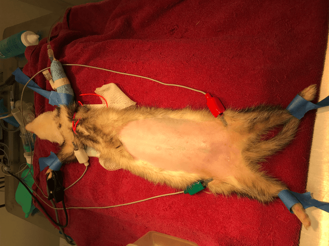 Disseminated idiopathic myofasciitis in a ferret