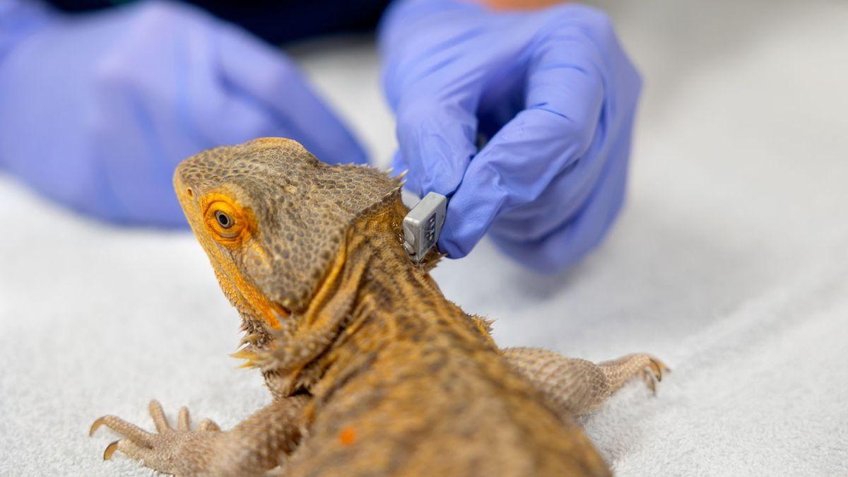 Photo: Noël Heaney/Cornell University

Investigators measure the pulse rate of a bearded dragon