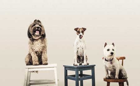 veterinary-Portrait-Of-Three-Dogs-Over-White-Background-450.jpg