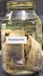 veterinary_heartworm_1110_t-693016-1384222143981.jpg