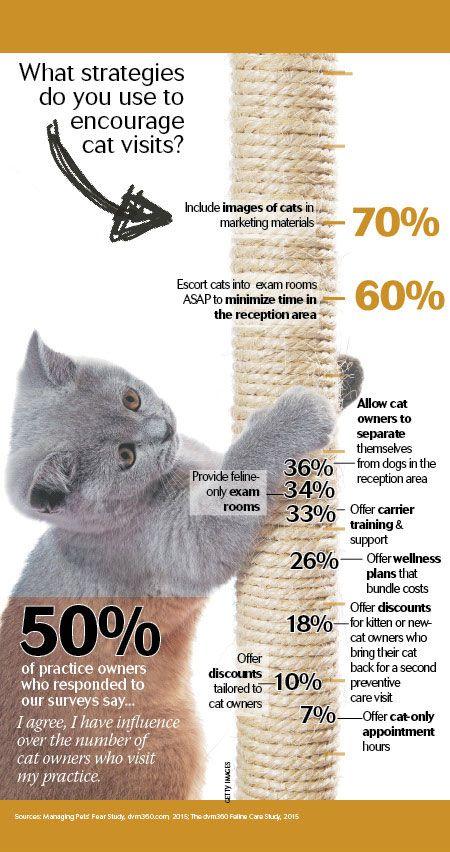 veterinary-cat-scratch-data-scroll.jpg