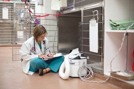 veterinary_student-648372-1384339017045.jpg