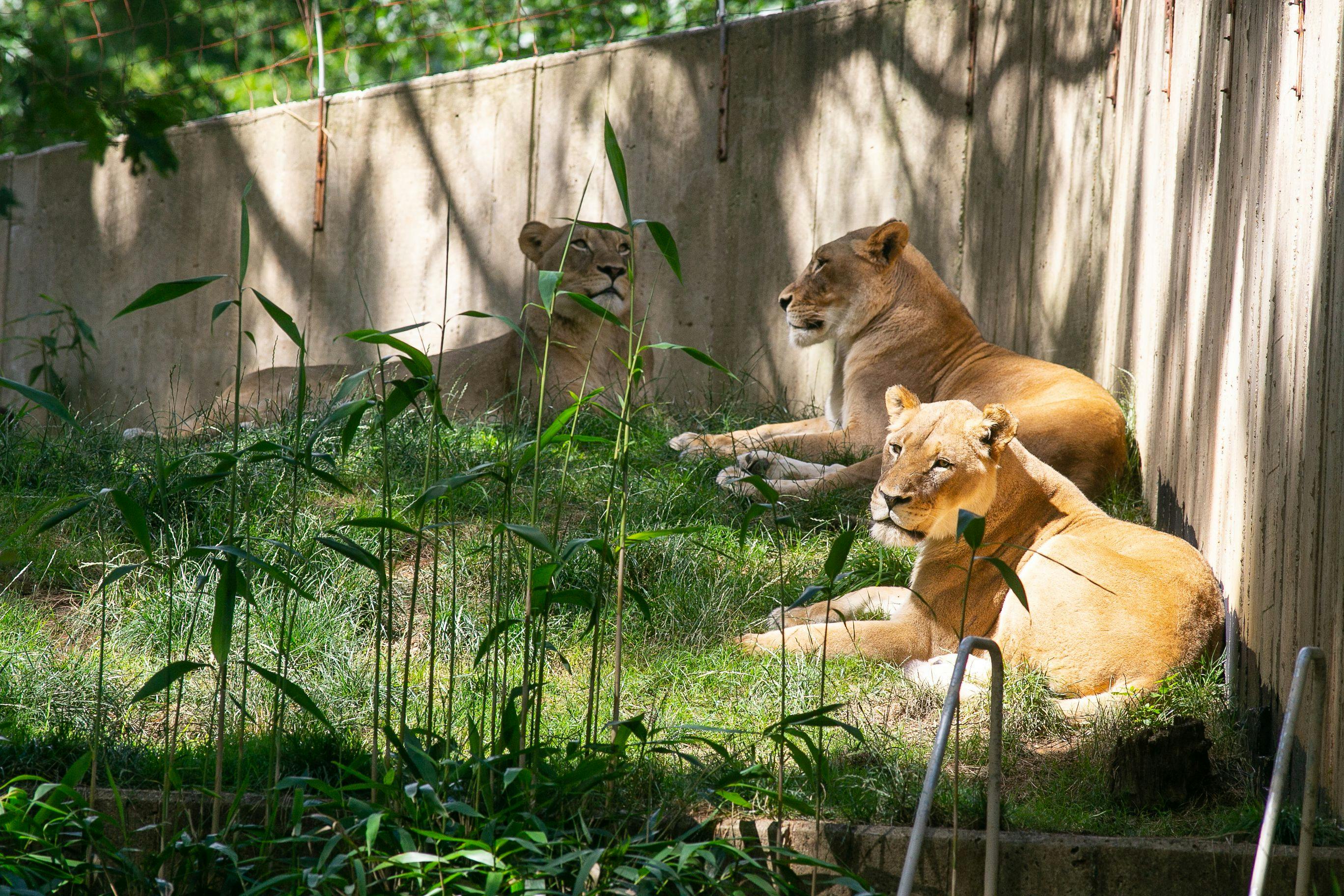 The zoo's lions and tigers appear to be recovering several weeks after testing presumptive positive for COVID-19 (Photo courtesy of Smithsonian's National Zoo & Conservation Biology Institute).