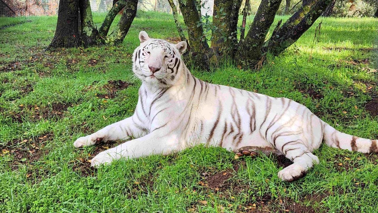 Falcor, an 11-year-old, 412-pound white Bengal-hybrid tiger, was treated by UC Davis ophthalmologists for a tumor on his eyelid. (Image courtesy of UC Davis College of Veterinary Medicine)