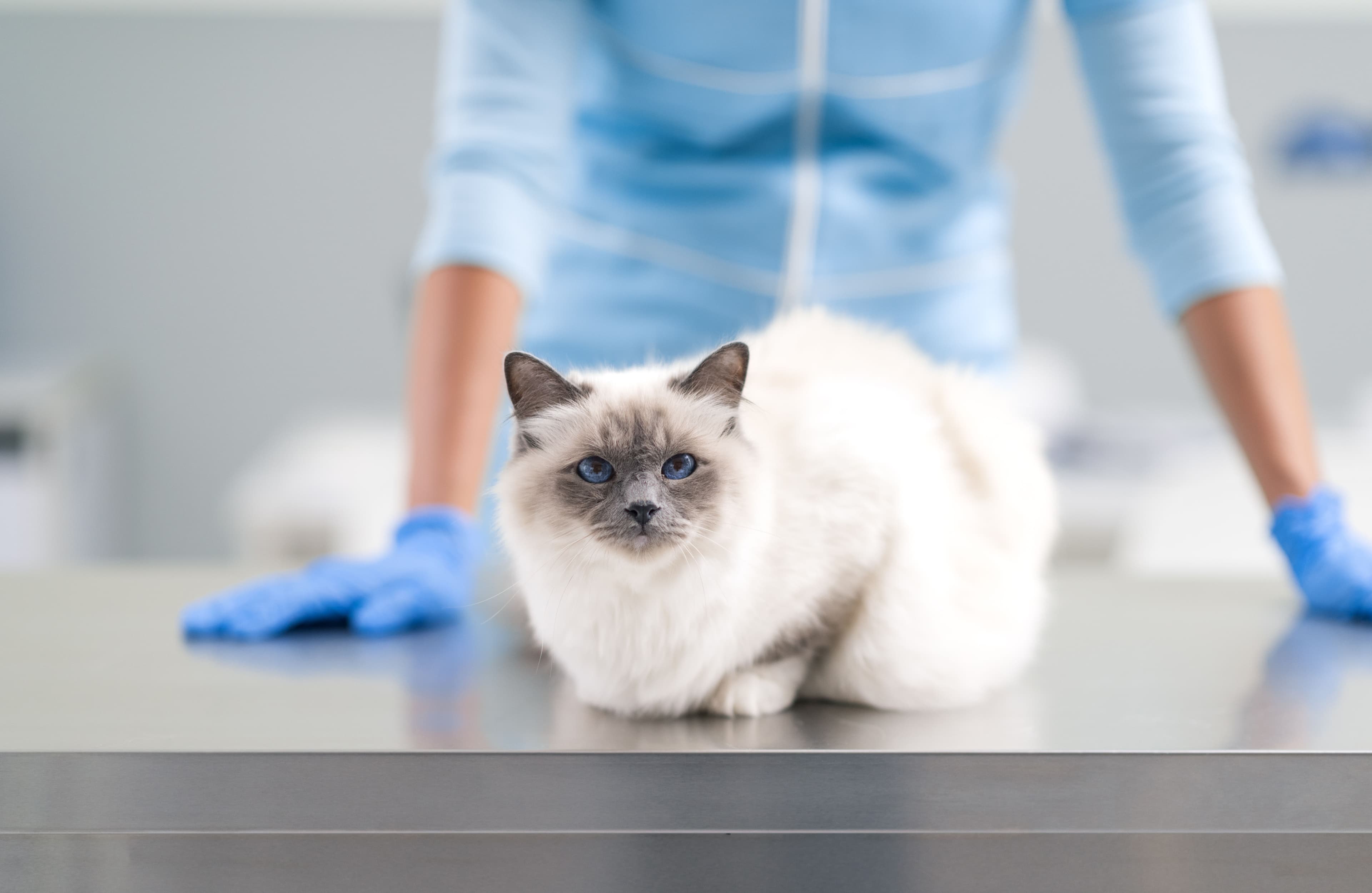 Feline atopic syndrome: What it is and how to diagnostically approach it 