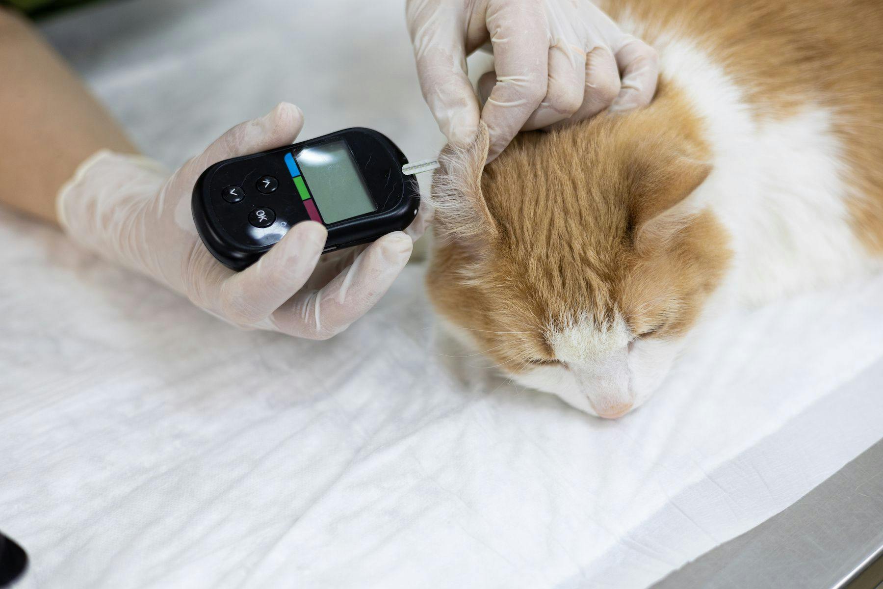 Pet diabetes