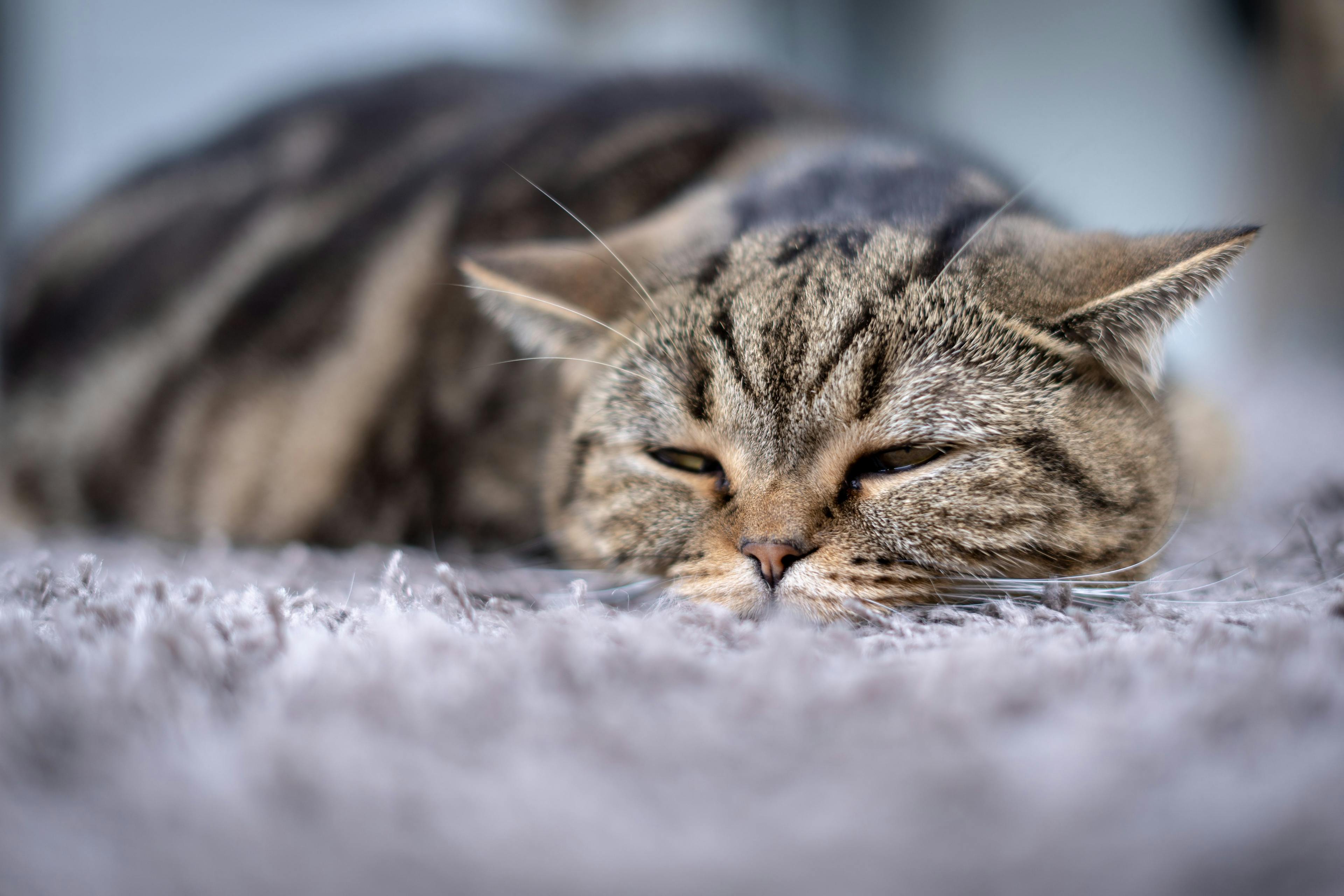 Кошка часто болеет. Кот лежит хрипит. Cat Pain. Кот лежит на улице. Кот лежит и плачет.