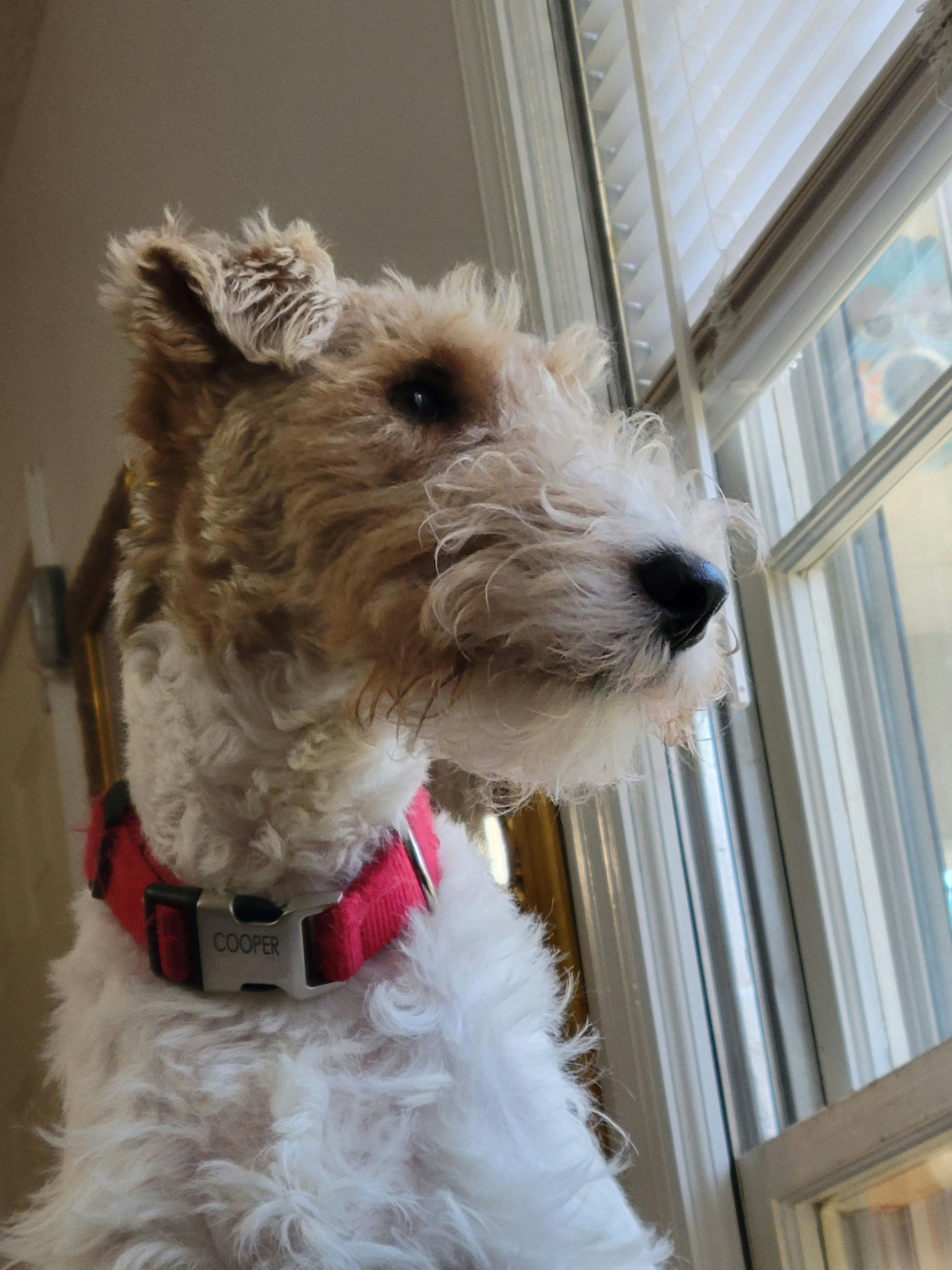 Cooper, a wire fox terrier, was rushed to the emergency room after ingesting some his owners caffeine pill (Image courtesy of Pet Poison Helpline)