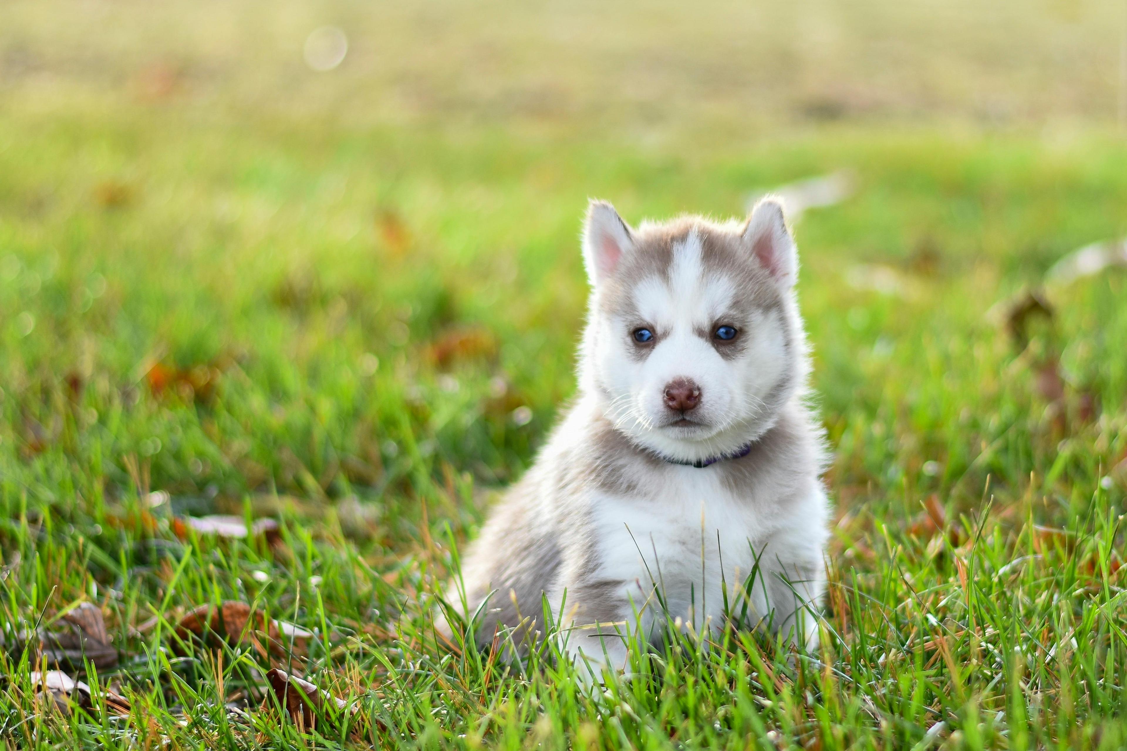 New study shows adding a prebiotic fiber blend to a puppy's diet supports growth and development and favorable digestive health