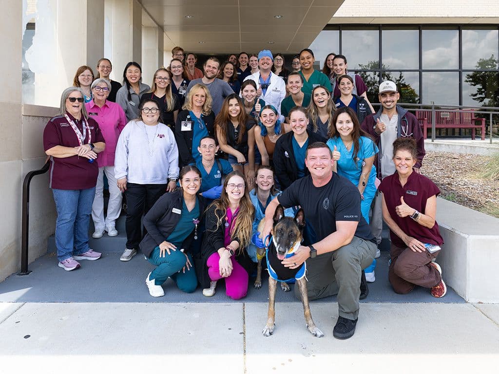 Faculty, staff, and 4th year veterinary students saying goodbye to Killian and Kane the day he was discharged from SATH 