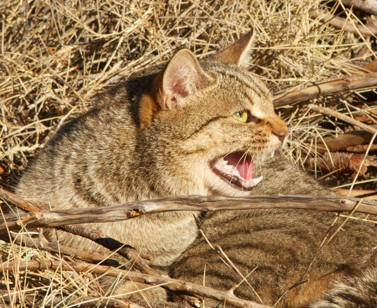 A feral cat (Photo courtesy of Judy Dunlop).