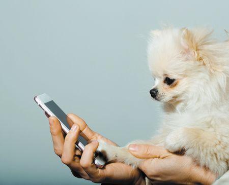 veterinary-cute-pomeranian-dog-or-puppy-pet-with-fawn-coat-using-smartphone-mobile-phone-450px-shutterstock-600562805.jpg