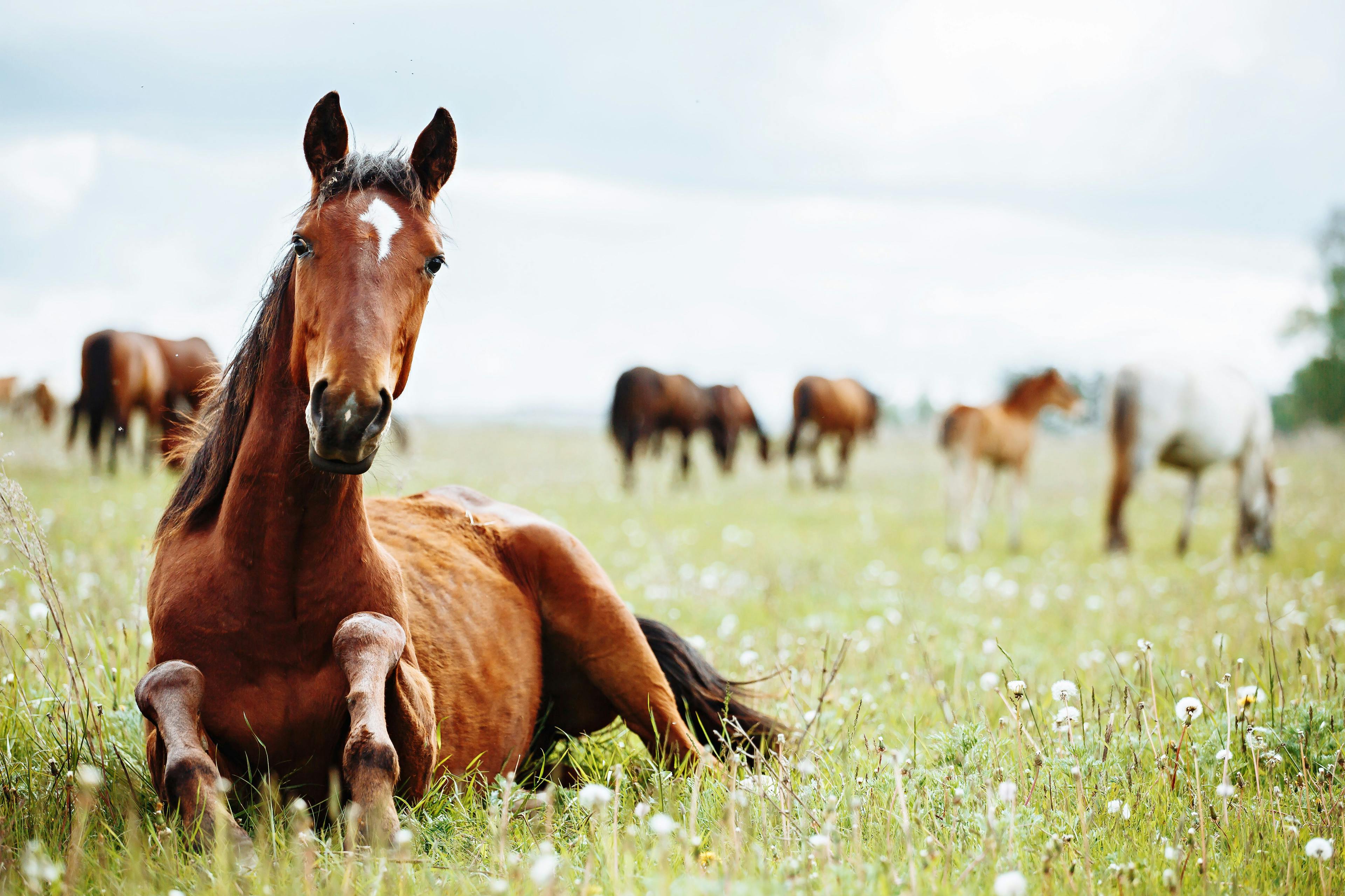 Internal parasite control guidelines for horses are updated