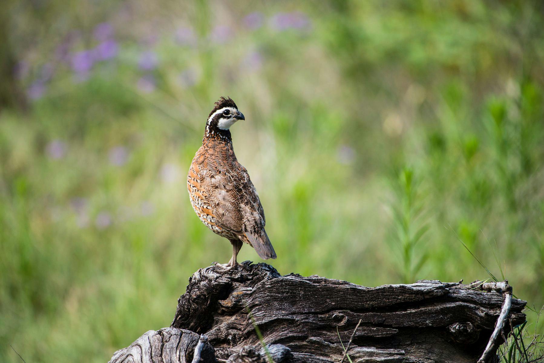 Wild quail